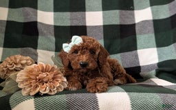 Mini Goldendoodle dogs for sale: Justeen Genetic Testing - Image 6