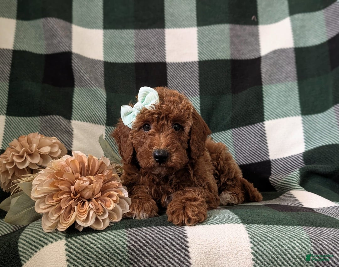 Mini Goldendoodle dogs for sale: Justeen Genetic Testing - Image 6