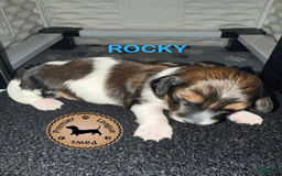 Miniature Dachshund dogs for sale: Rocky - Image 2