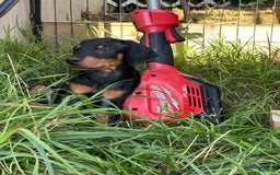 Doberman Pinscher dogs for sale: Milwaukee - Image 1