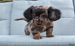 Miniature Dachshund dogs for sale: Miniature Dachshund 3 puppies - Image 22