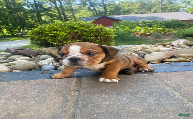 English Bulldog dogs for sale - Ad 2