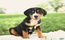 Greater Swiss Mountain Dog dogs for sale: Cheyenne - Image 9