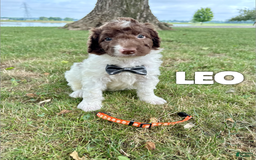 Saint Berdoodles dogs for sale: Leo- Standard F1b - Image 2