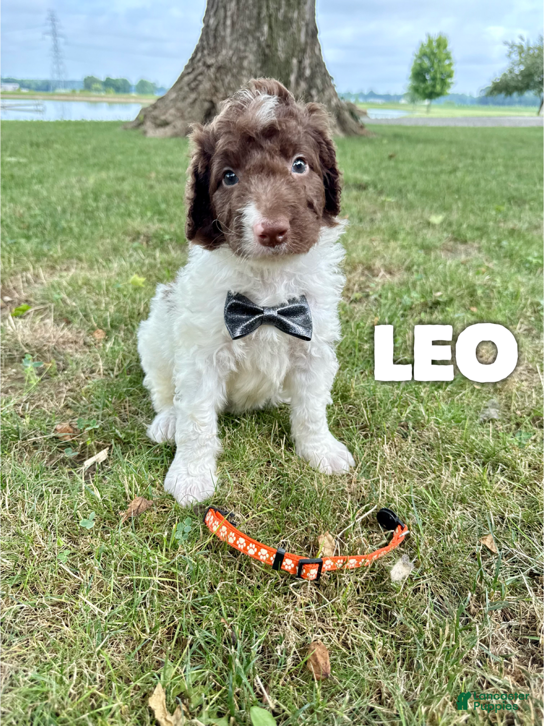 Saint Berdoodles dogs for sale: Leo- Standard F1b - Image 2