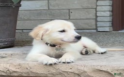Golden Retriever dogs for sale: Winston - Image 9