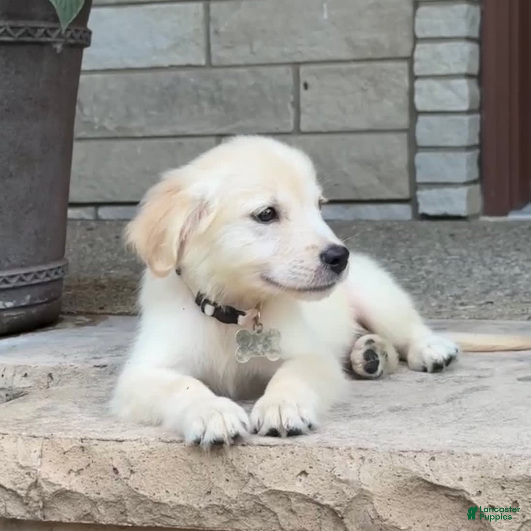 Golden Retriever dogs for sale: Winston - Image 9