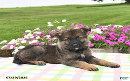German Shepherd dogs for sale: Brutus - Image 5