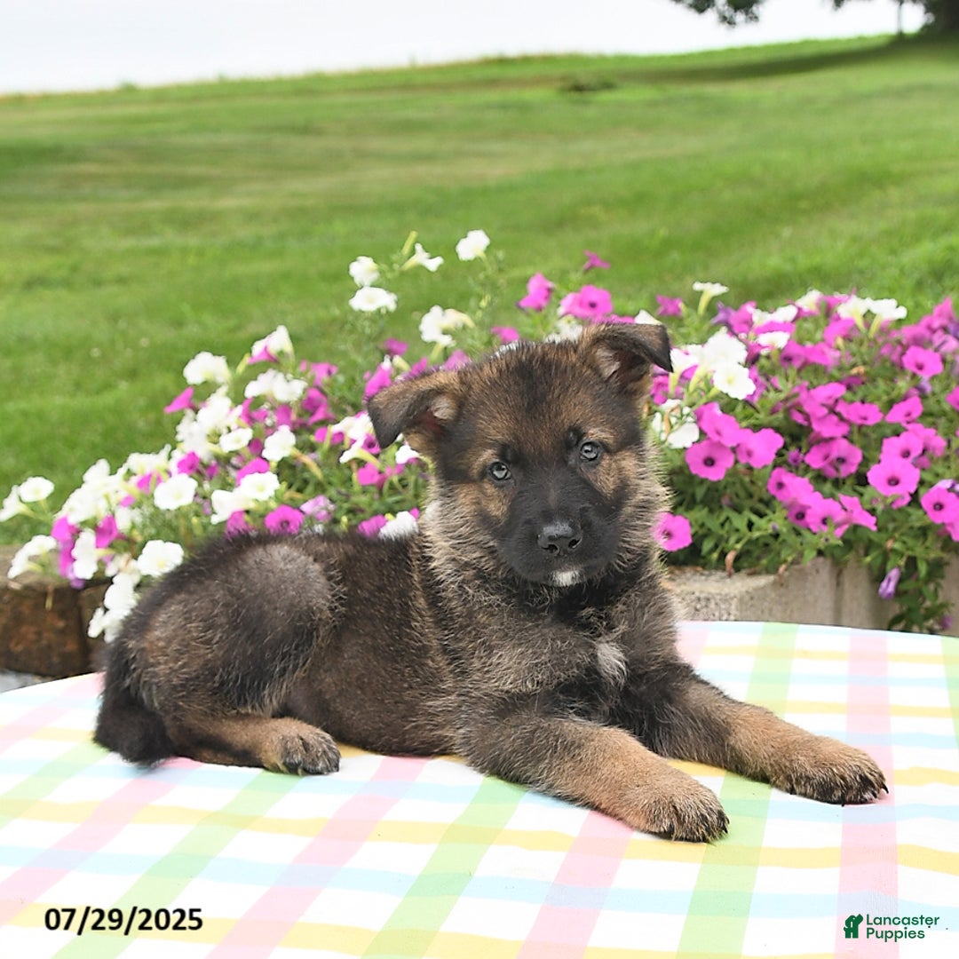 German Shepherd dogs for sale: Brutus - Image 5