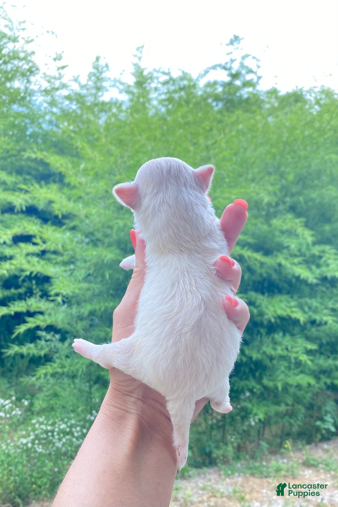 Maltipoo dogs for sale: Micah - Image 6