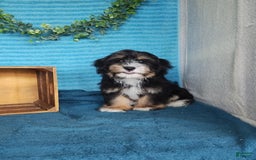 Havanese dogs for sale: Tucker - Image 6
