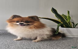 Pomeranian dogs for sale: Cuddles - Image 14