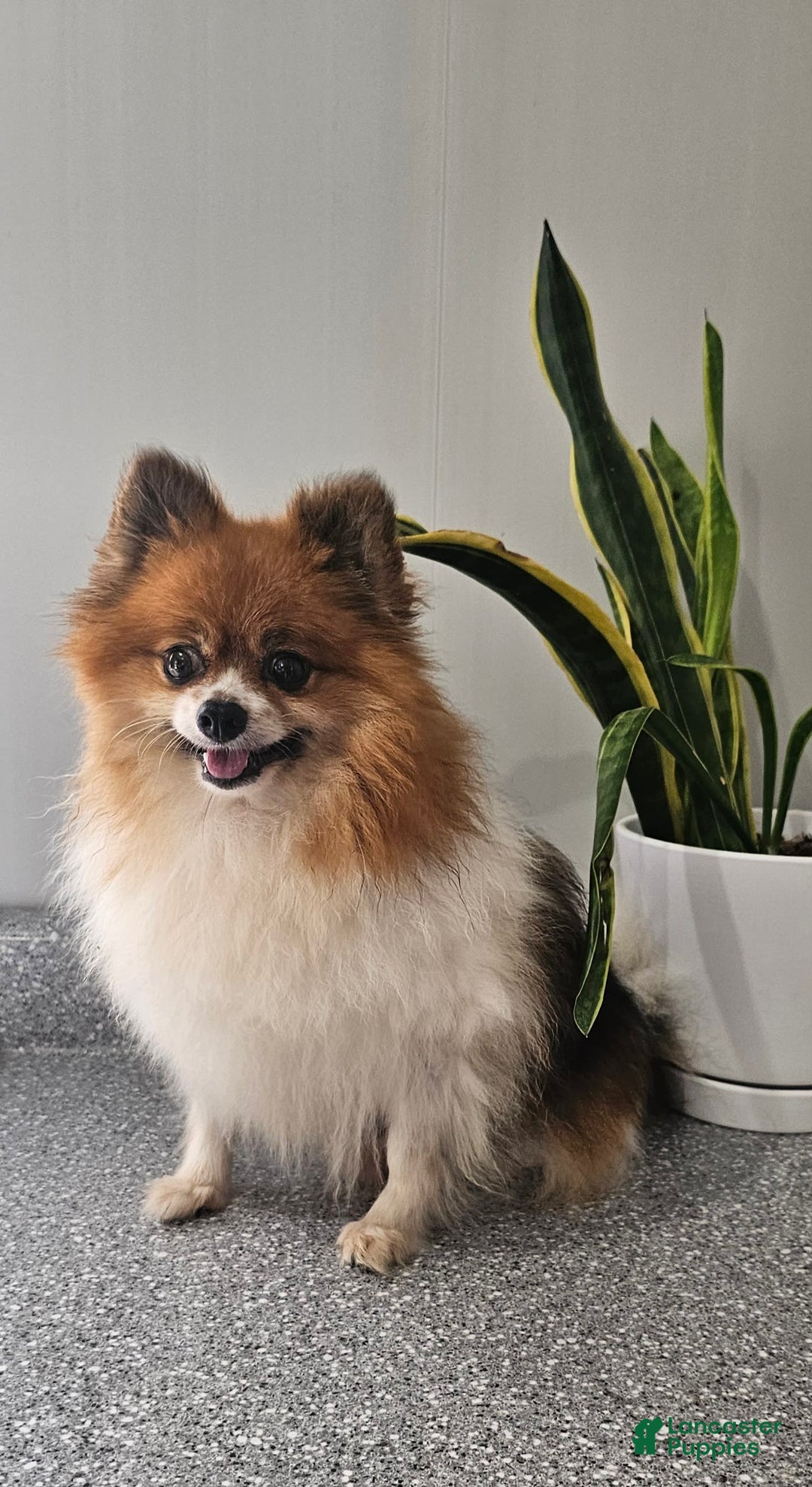 Pomeranian dogs for sale: Cuddles - Image 14