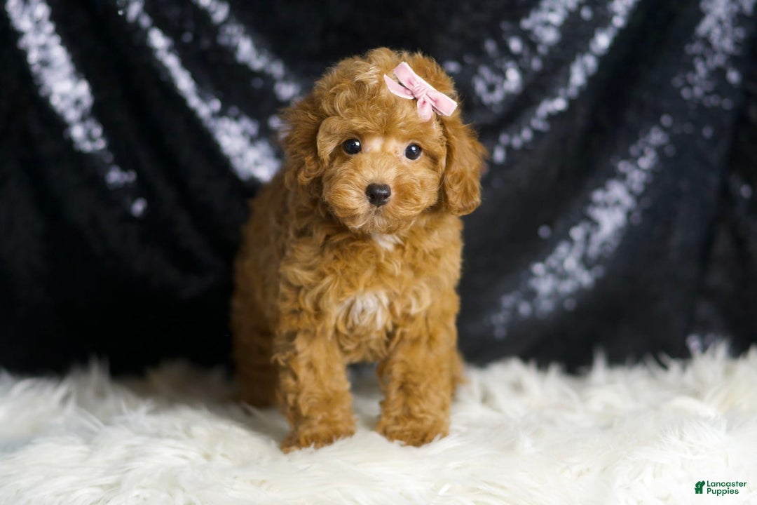 Toy Poodle dogs for sale: Patience - Image 4