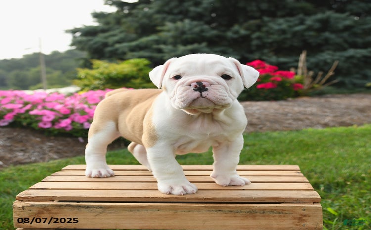 English Bulldog dogs for sale - Ad 4