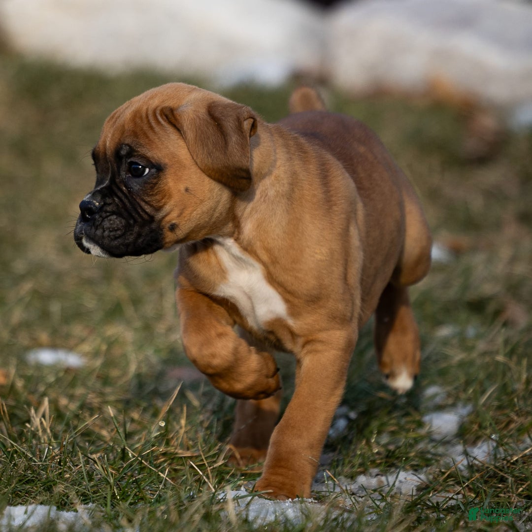 Boxer dogs for sale: Bear - Image 15