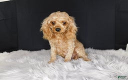 Cavapoo dogs for sale: Kane - Image 4