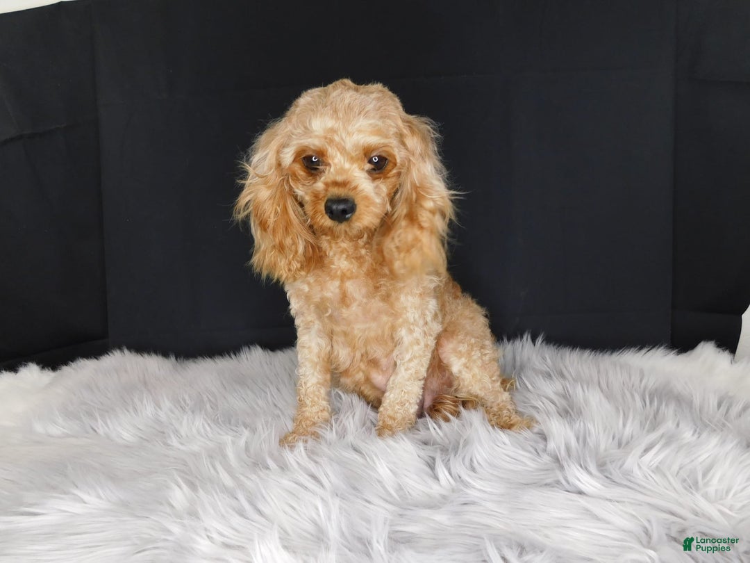 Cavapoo dogs for sale: Kane - Image 4