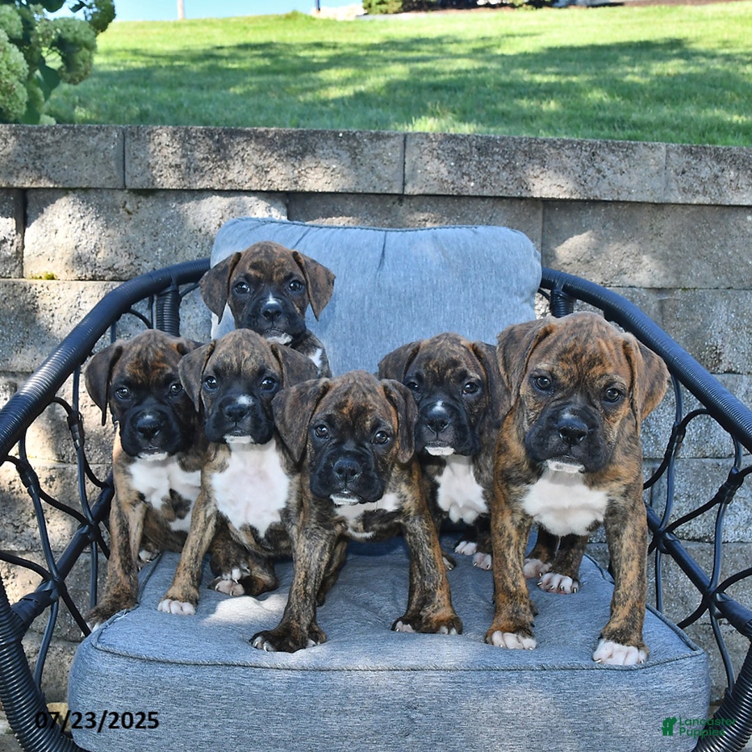 Boxer dogs for sale: Bruno - Image 2