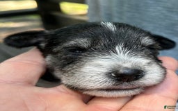 Miniature Schnauzer dogs for sale: Dash - Image 3