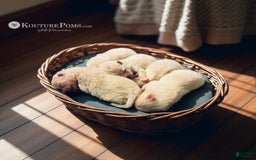 Pomeranian dogs for sale: Lola - Image 2