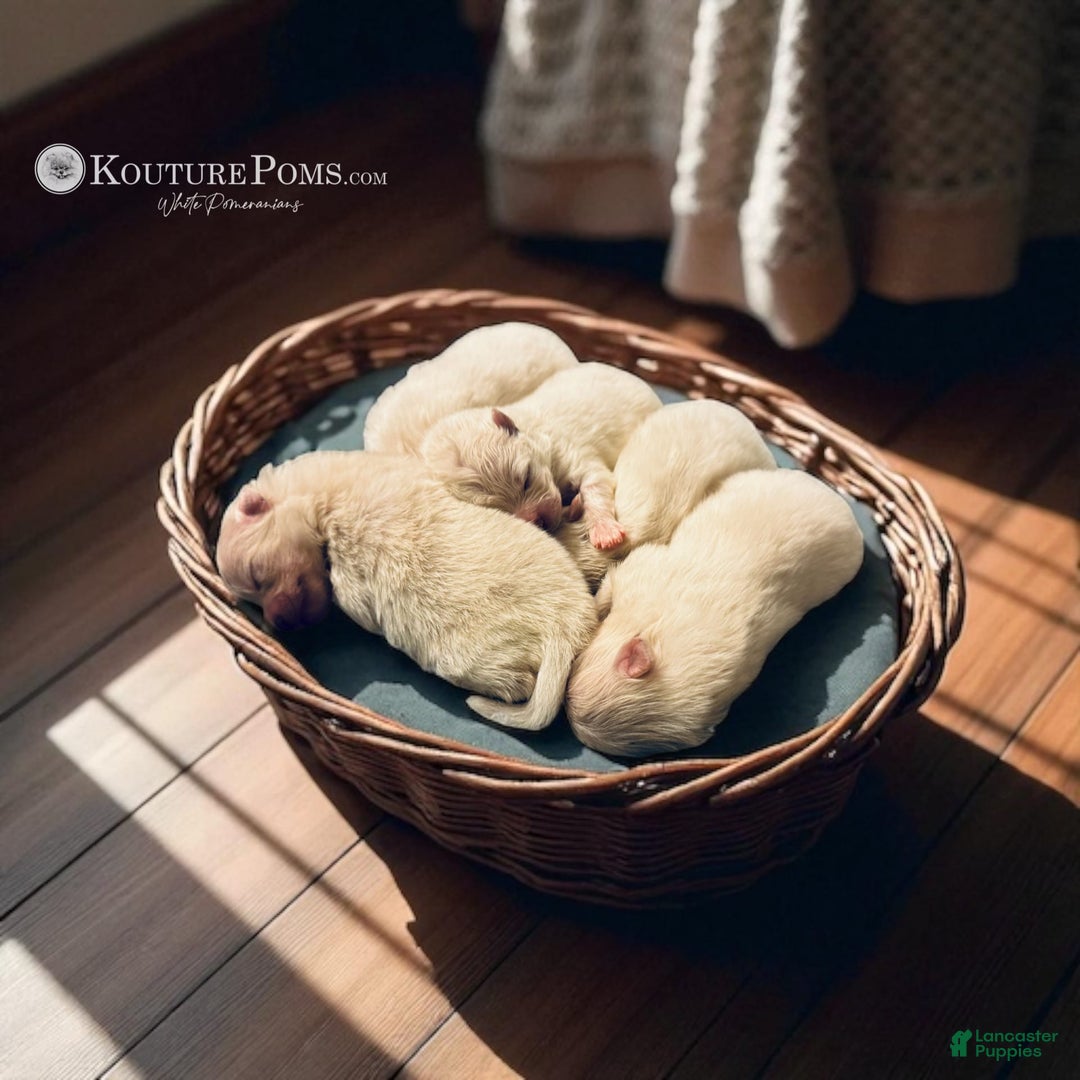 Pomeranian dogs for sale: Lola - Image 2