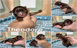 Chihuahua dogs for sale: Theodore Chocolate Lc - Image 27