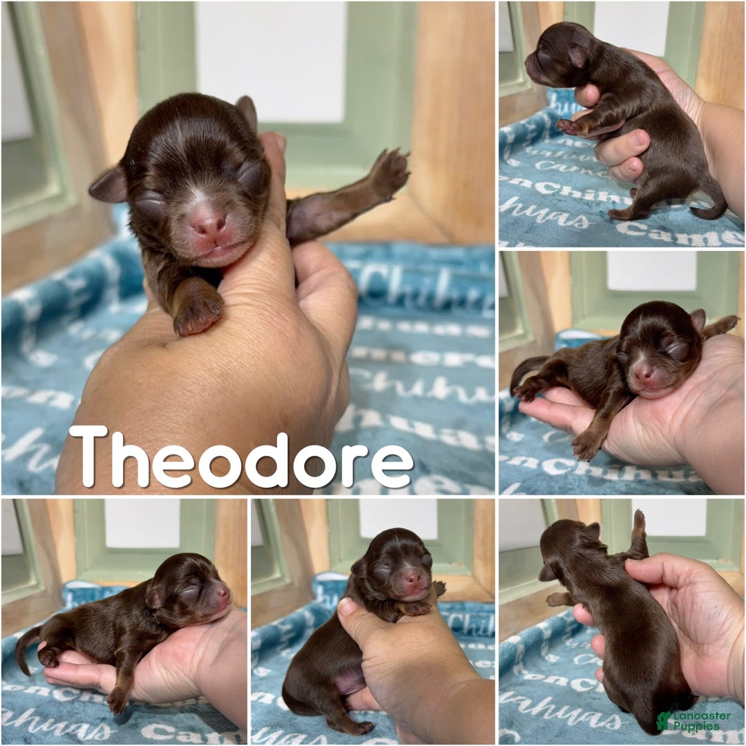 Chihuahua dogs for sale: Theodore Chocolate Lc - Image 27