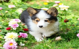 Welsh Corgi Pembroke dogs for sale: Trixie Fluffy - Image 10