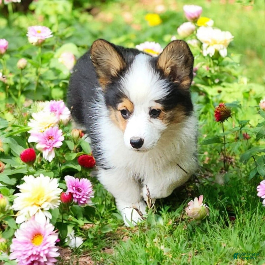 Welsh Corgi Pembroke dogs for sale: Trixie Fluffy - Image 10