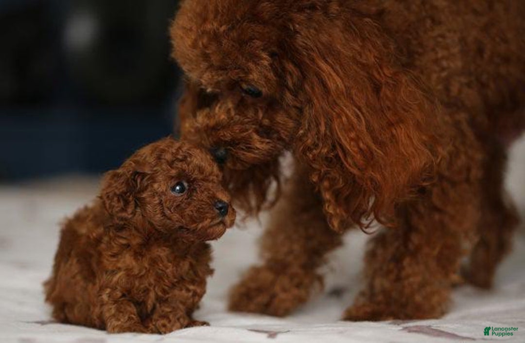 Toy Poodle dogs for sale: Berry - Image 6