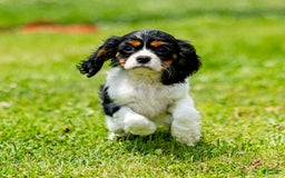 Cavalier King Charles Spaniel dogs for sale: Nila - Image 5