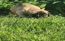 English Mastiff dogs for sale: Peanut - Image 12