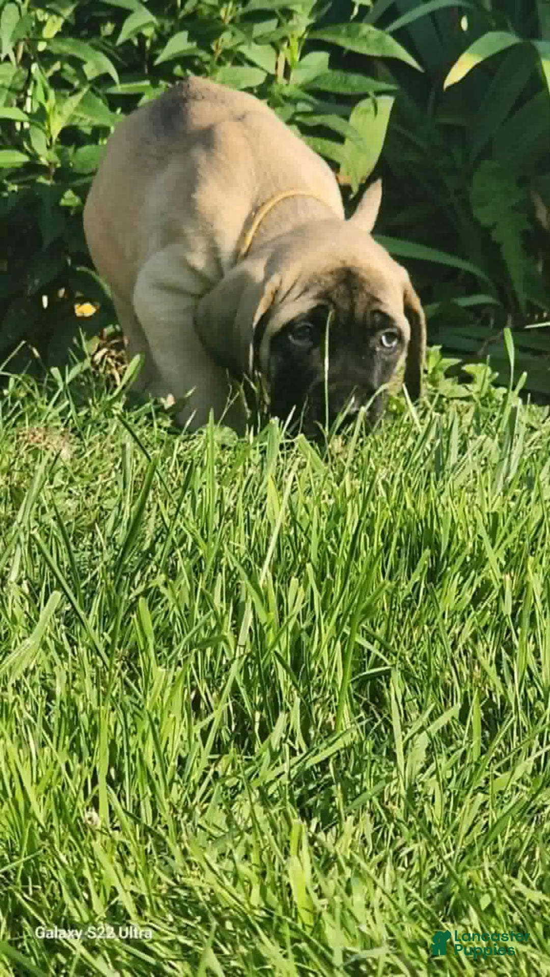 English Mastiff dogs for sale: Peanut - Image 12