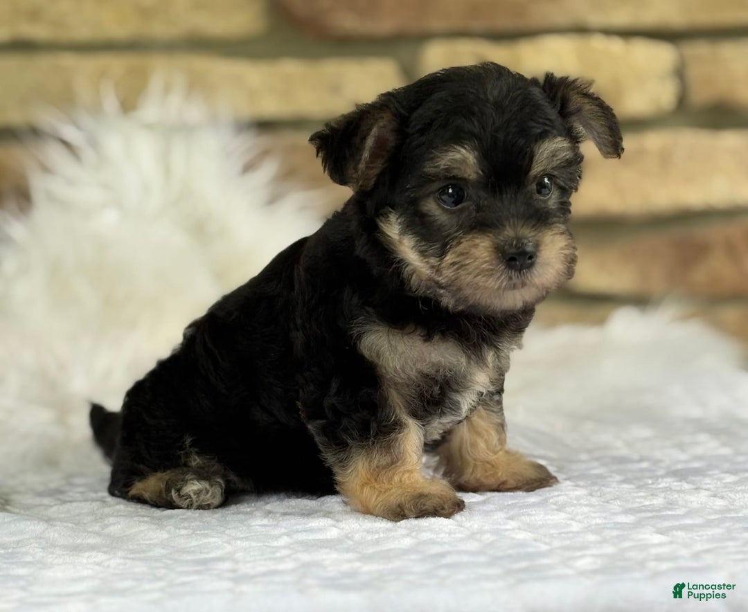 Morkie dogs for sale: Abbie - Image 7