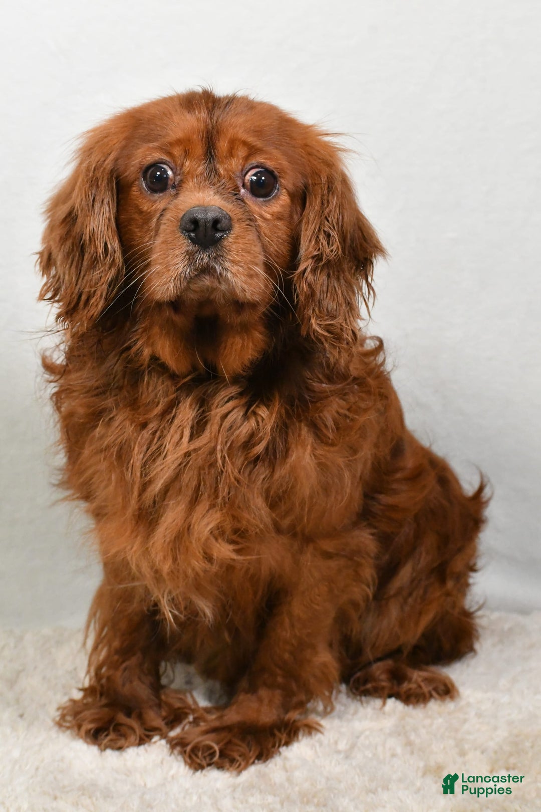 Cavalier King Charles Spaniel dogs for sale: Patty - Image 9