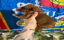 American Bulldog dogs for sale: Big Red - Image 5