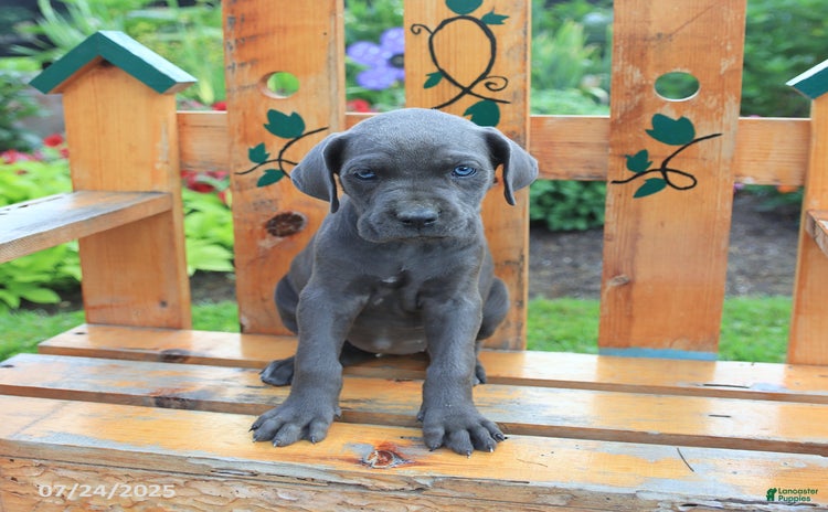 Cane Corso dogs for sale - Ad 4