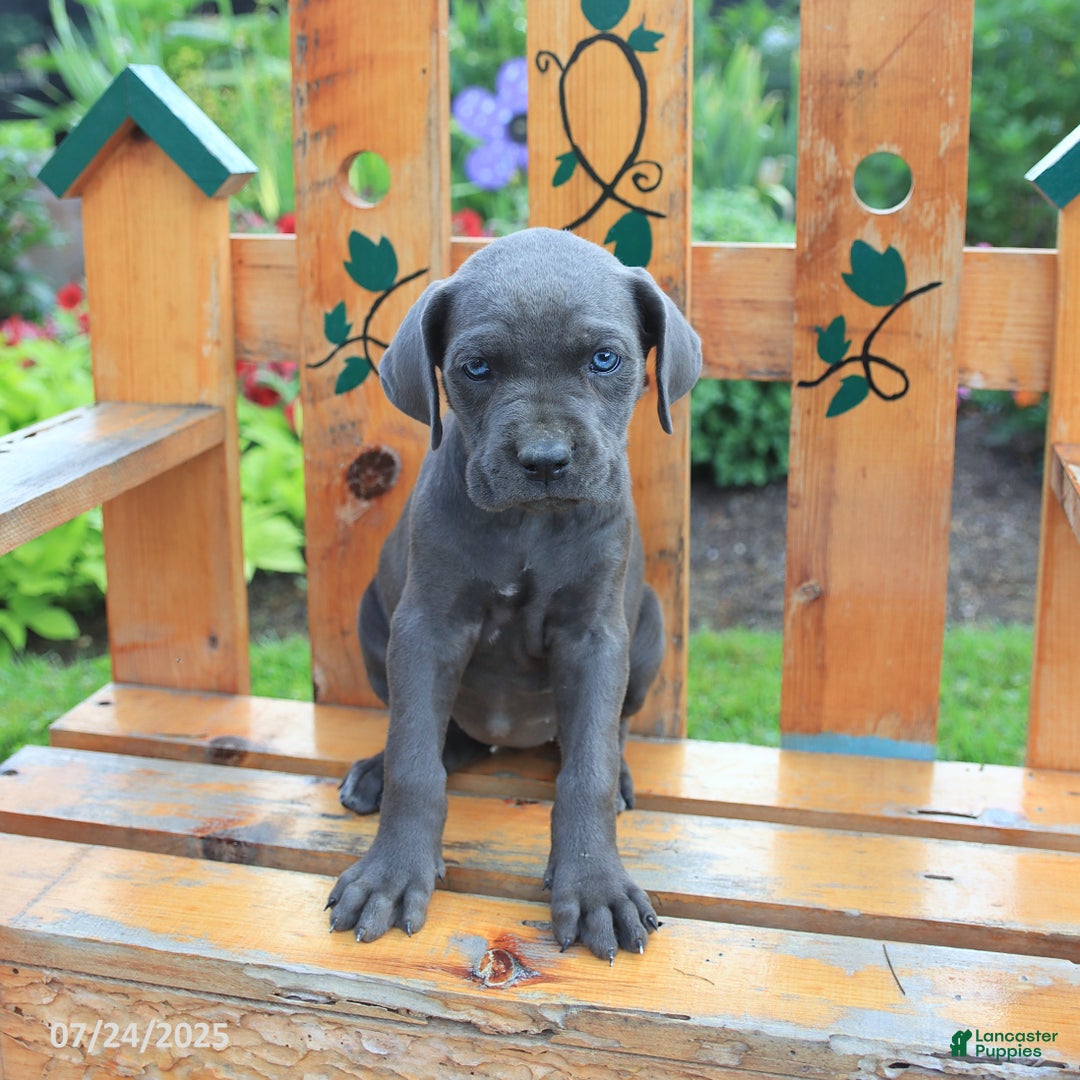 Cane Corso dogs for sale: Kiera - Image 1