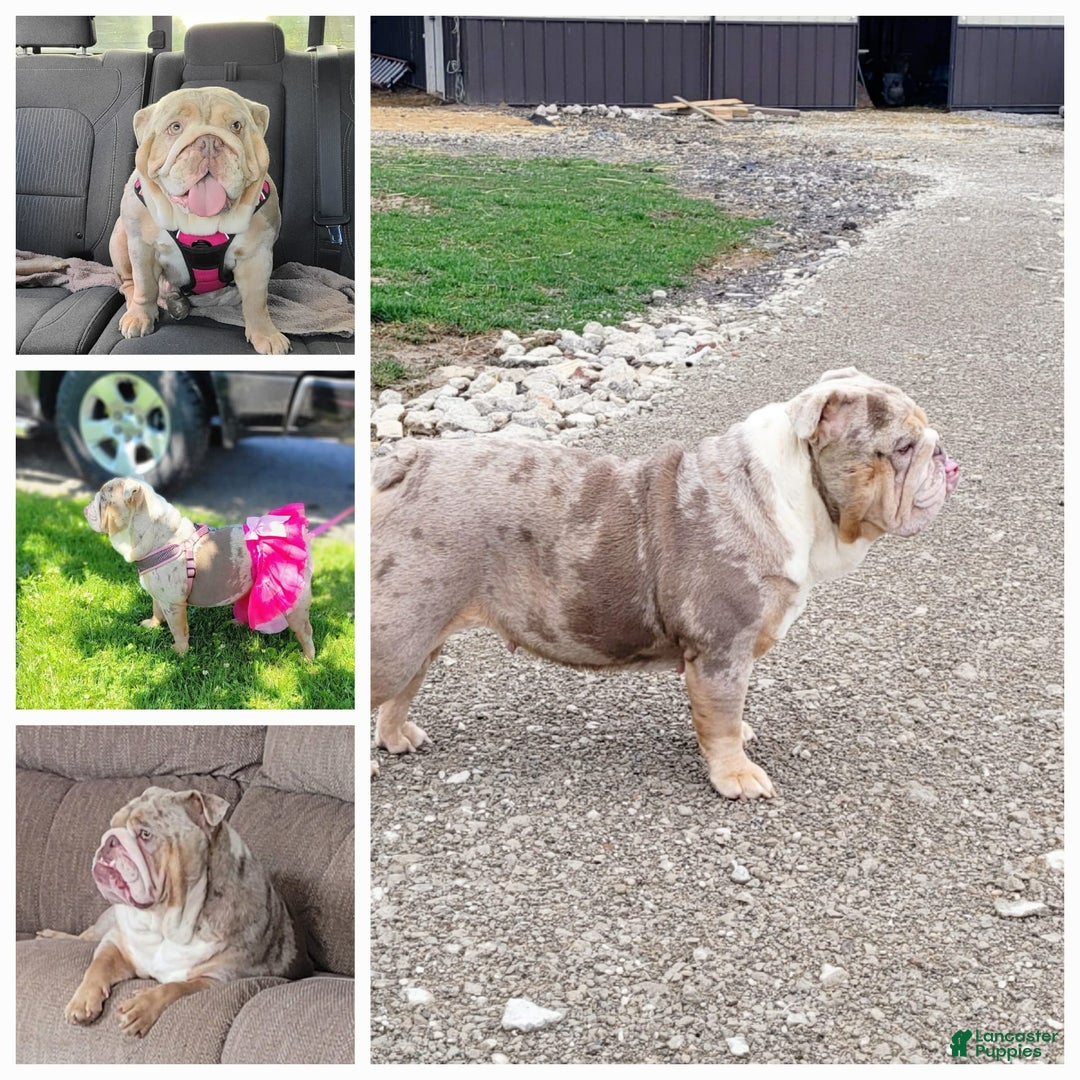 English Bulldog dogs for sale: Ozzy - Image 18
