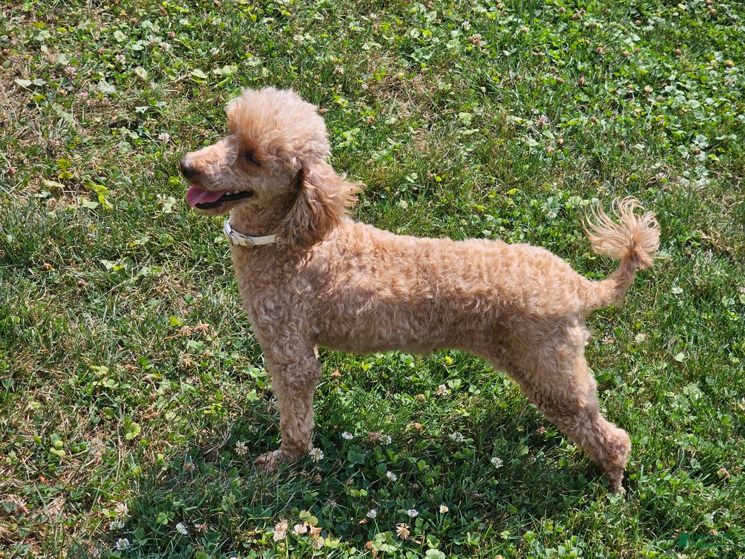 Miniature Poodle dogs for sale: Glory - Image 1