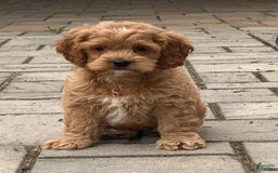 Cockapoo dogs for sale: Cockapoo 4 puppies - Image 20