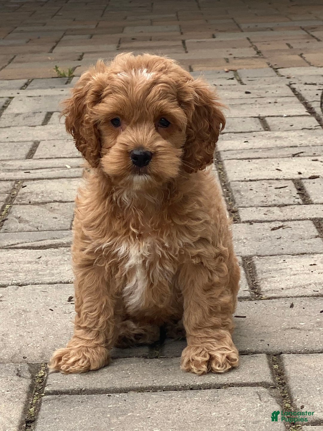 Cockapoo dogs for sale: Cockapoo 4 puppies - Image 20