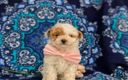 Toy Poodle dogs for sale: Francesca Teacup 4 Lbs Full Grown - Image 6