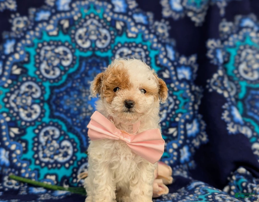 Toy Poodle dogs for sale: Francesca Teacup 4 Lbs Full Grown - Image 6