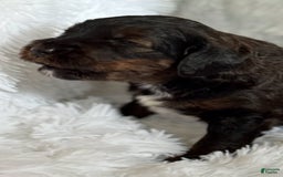 Bernedoodle dogs for sale: Dark Brown Sable Girl - Image 5
