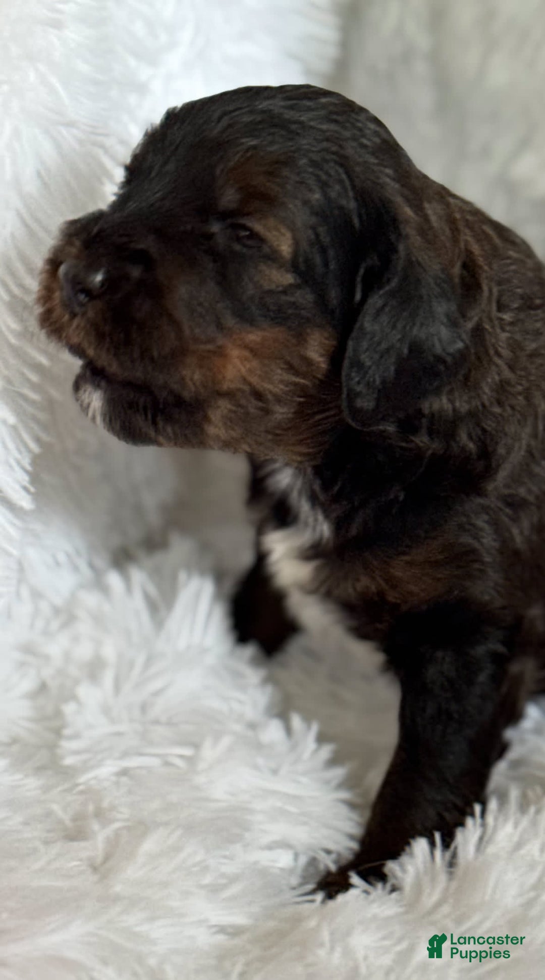 Bernedoodle dogs for sale: Dark Brown Sable Girl - Image 5