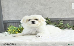 Maltese dogs for sale: Theo - Image 7