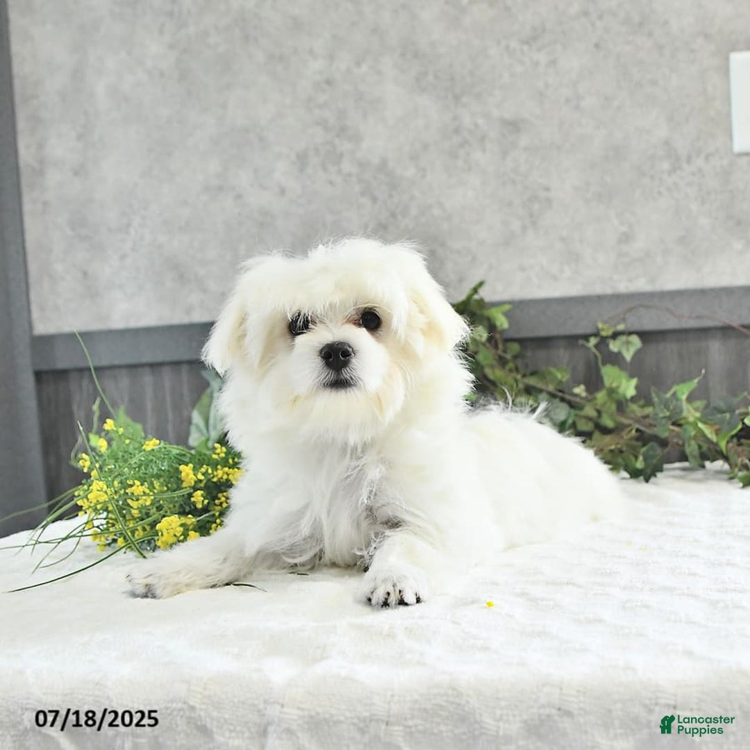 Maltese dogs for sale: Theo - Image 7
