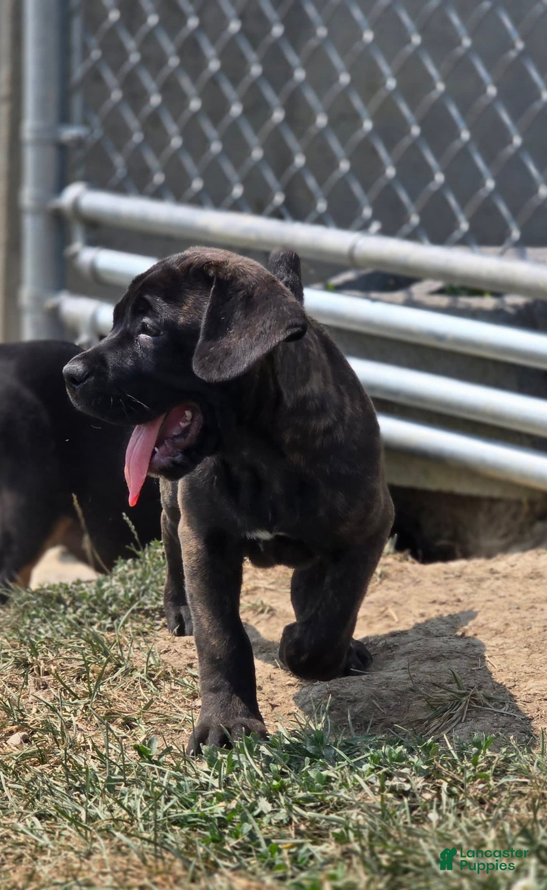 Cane Corso dogs for stud: Cane Corso 5 puppies - Image 3